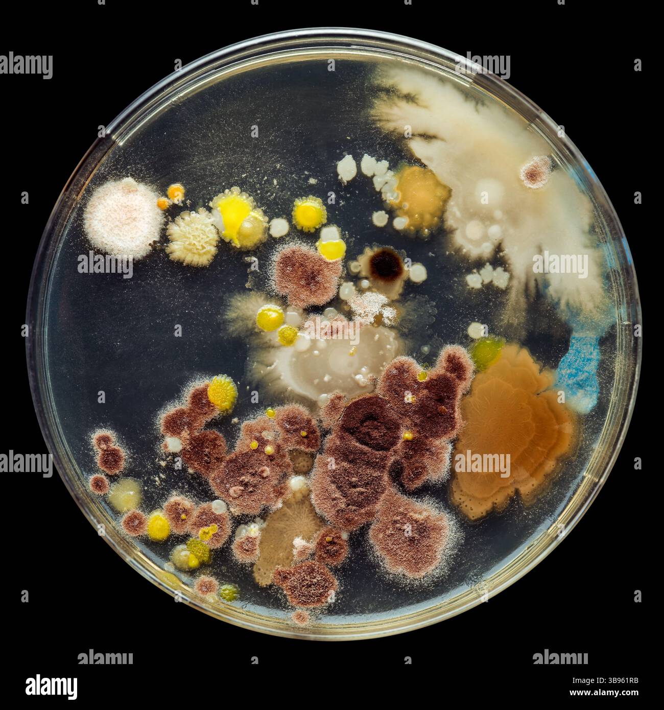 Petrischale gefüllt mit verschiedenen Bakterienkulturen. Wissenschaftliche Untersuchungen über die Gefahren von Keimen, bakteriellen Infektionen und tödlichen Krankheiten. Stockfoto