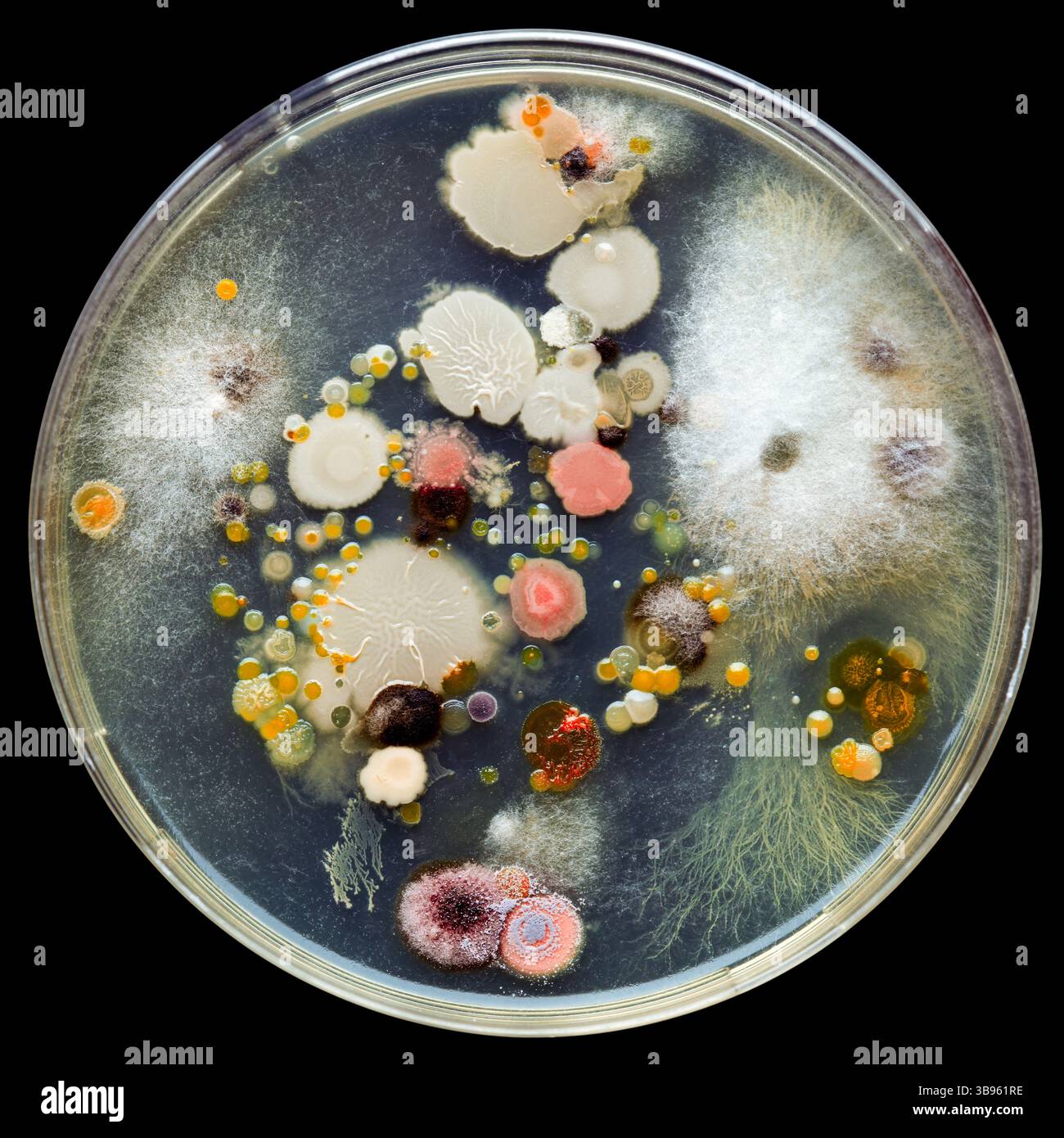 Petrischale gefüllt mit verschiedenen Bakterienkulturen. Wissenschaftliche Untersuchungen über die Gefahren von Keimen, bakteriellen Infektionen und tödlichen Krankheiten. Stockfoto
