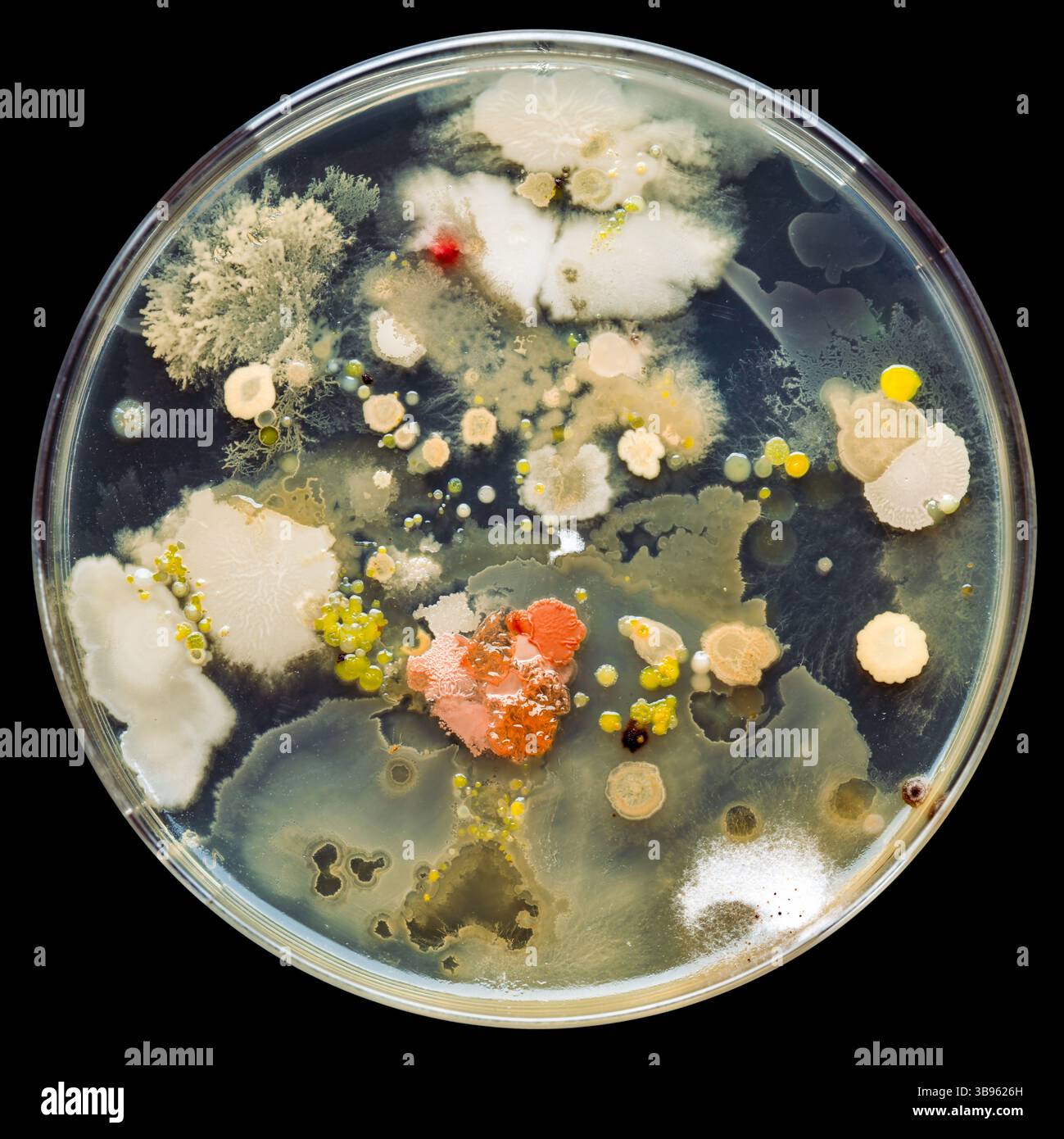 Petrischale gefüllt mit verschiedenen Bakterienkulturen. Wissenschaftliche Untersuchungen über die Gefahren von Keimen, bakteriellen Infektionen und tödlichen Krankheiten. Stockfoto