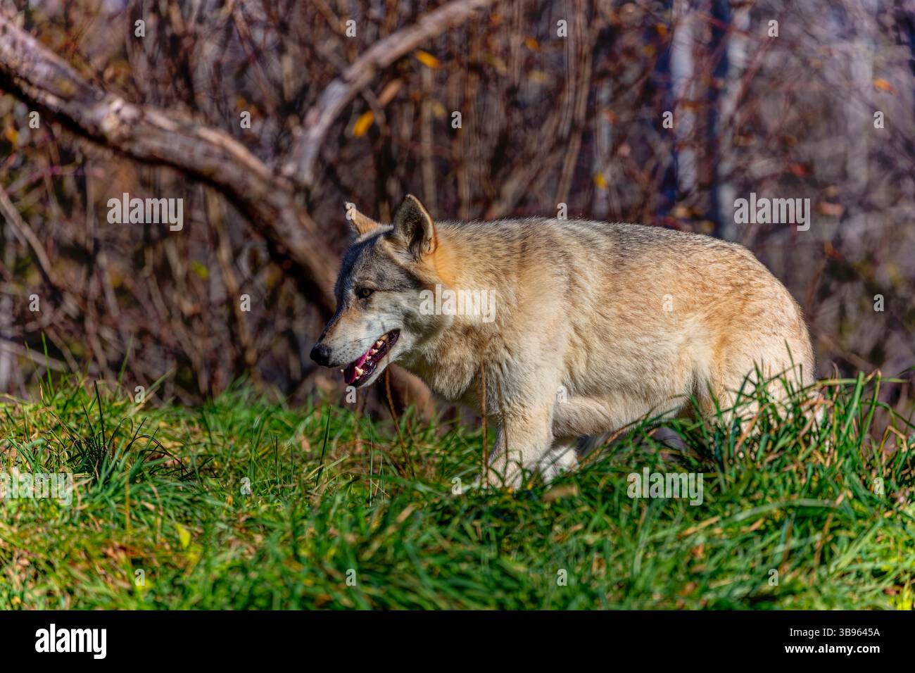 Grauer Wolf (Canis lupus), in Nordamerika auch als Timber Wolf bekannt Stockfoto