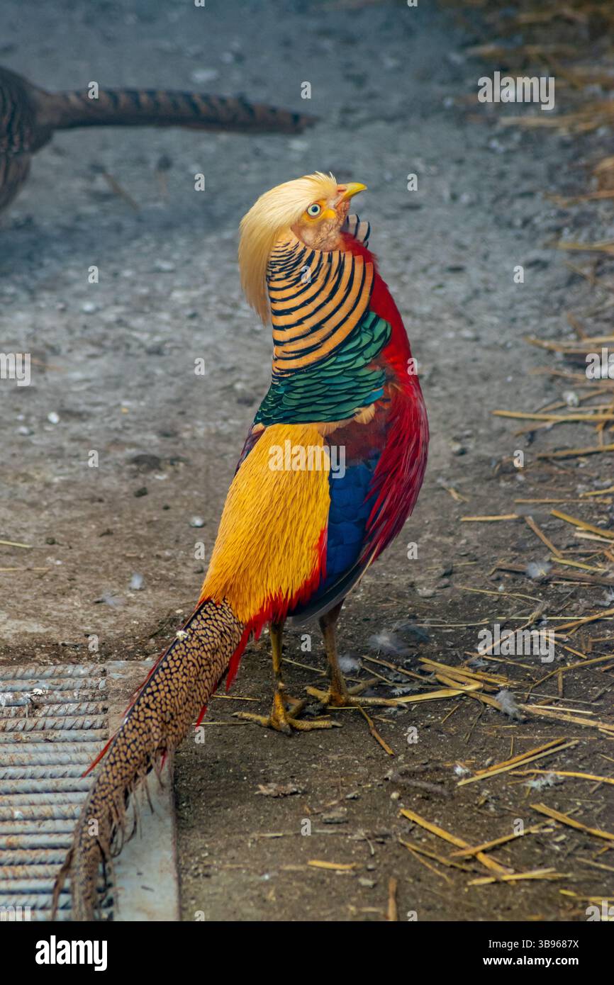 Exotischer goldener Fasan, der auf dem Boden steht und seine brillanten Farben und seine komplizierten Federmuster zeigt Stockfoto