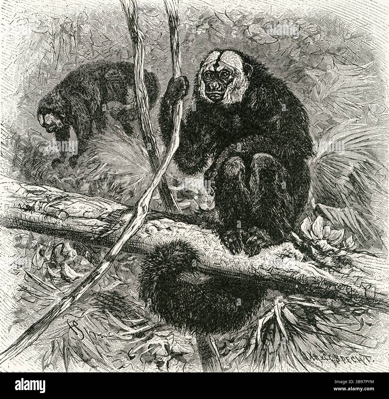 WEISSKÖPFIGER SAKI-AFFE ( Pithecia leucocephala ) - Weißköpfiger Saki-Affe, der auf Zweig thront Stockfoto