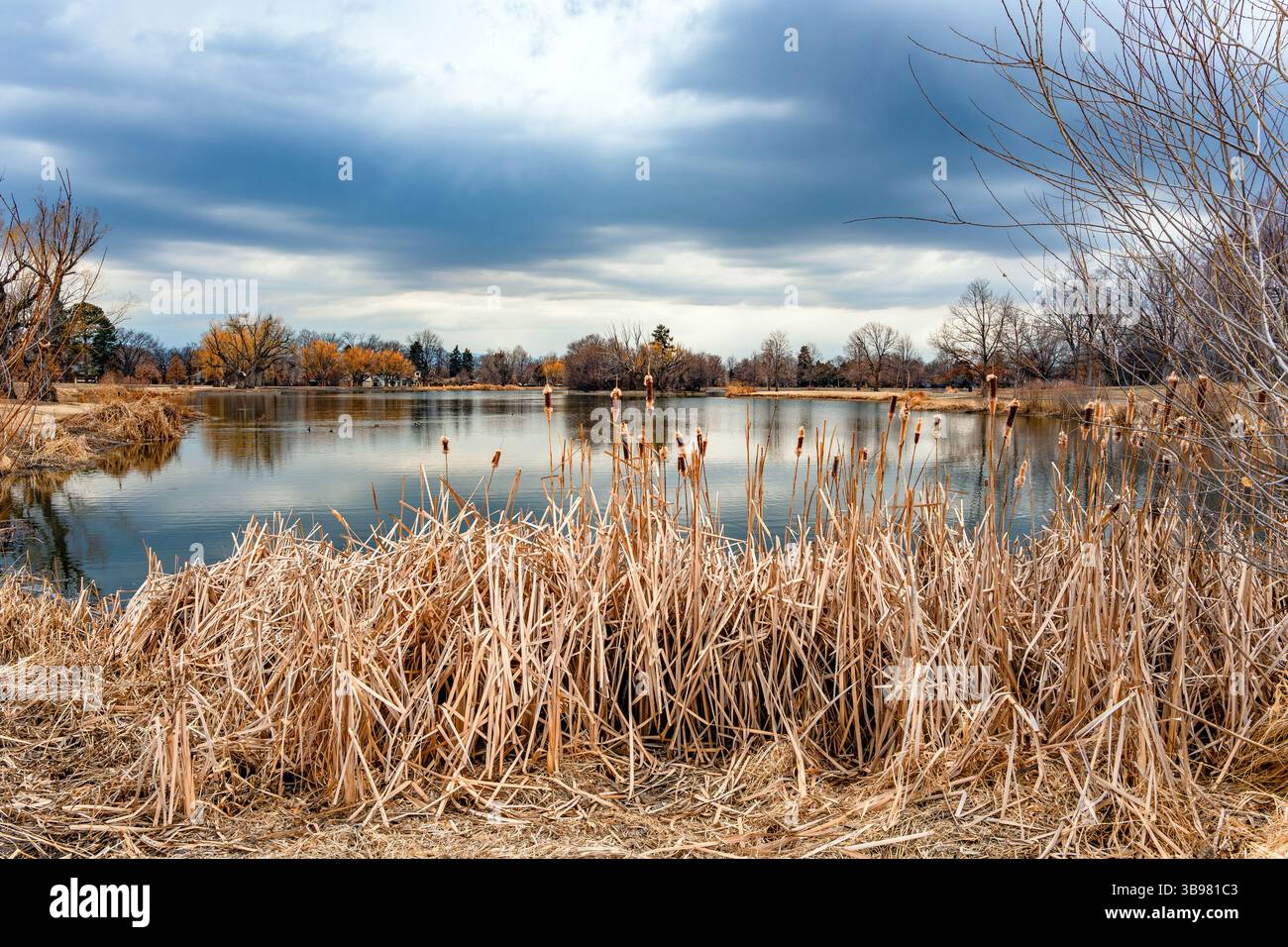Ein Blick auf den Grasmere Lake im Washington Park in Denver, Colorado, wie man ihn im Winter durch die ruhenden Cattails rund um den See sieht. Stockfoto