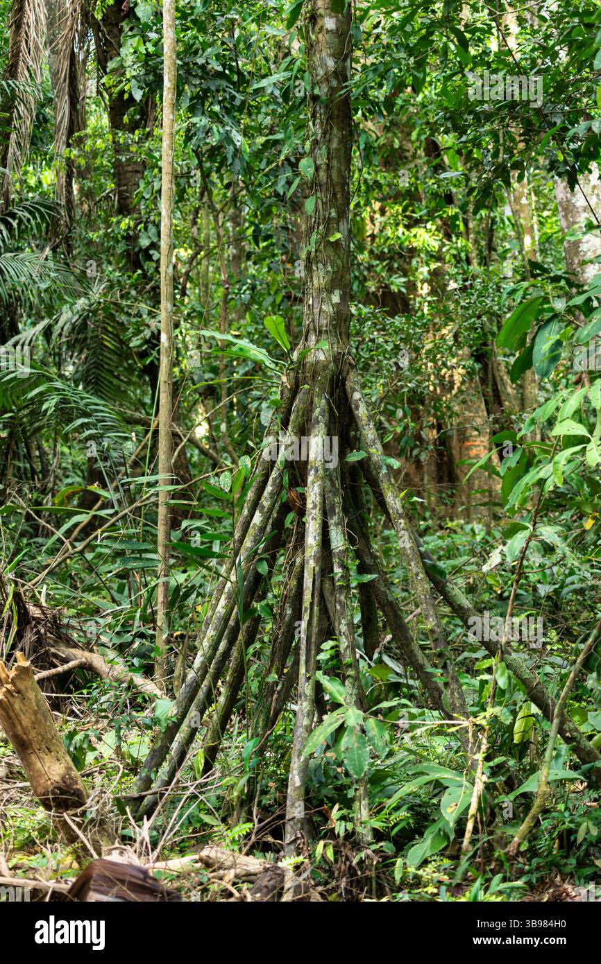 Wanderpflanze (Socratea exorrhiza) in der Mitte des Tambopata Reservats im peruanischen Amazonas-Regenwald Stockfoto