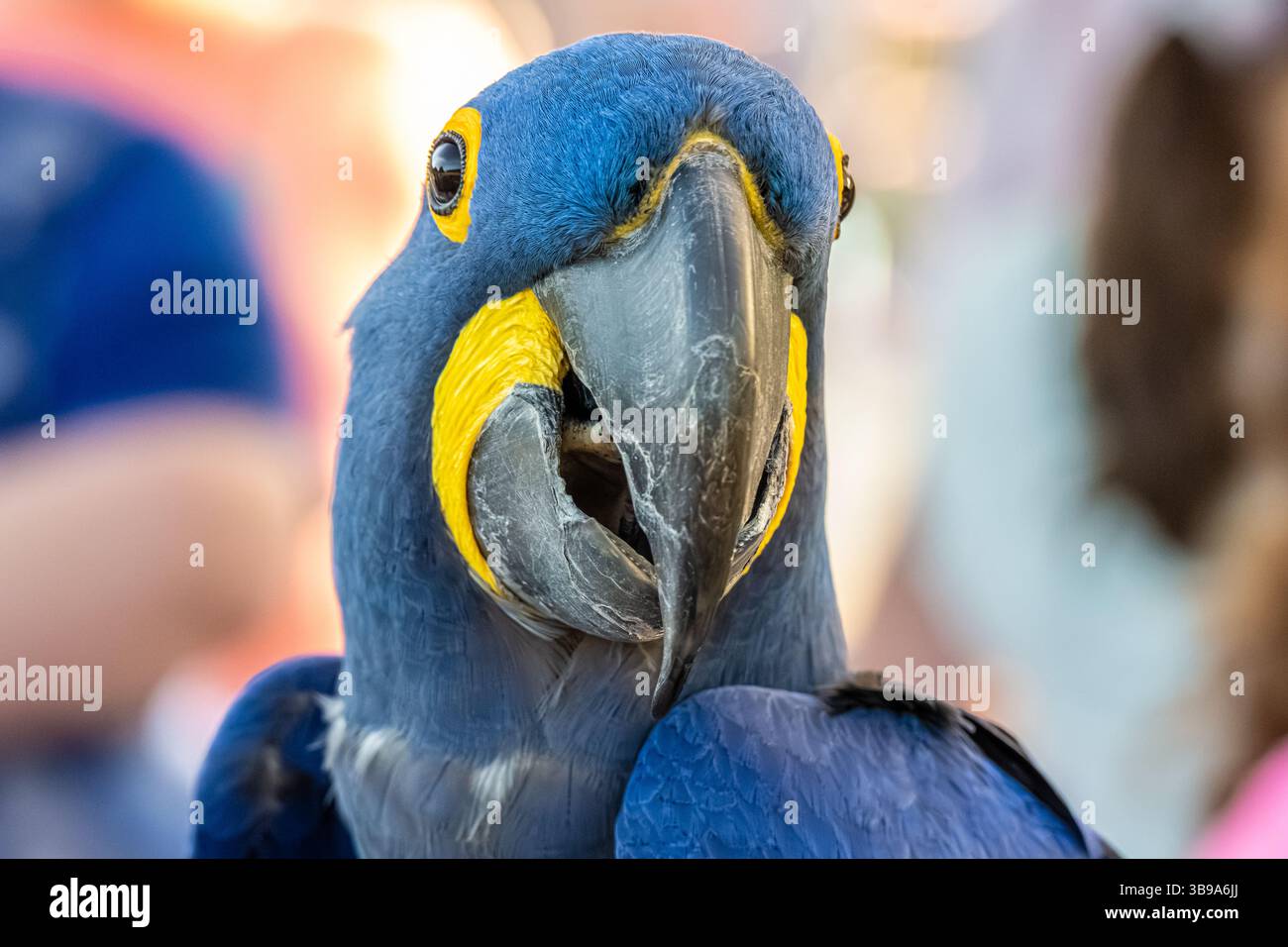 Der Hyazinth-Ara (Anodorhynchus hyacinthinus) aus Mittel- und Osteuropa ist der größte Ara und die größte fliegende Papageienart. Stockfoto
