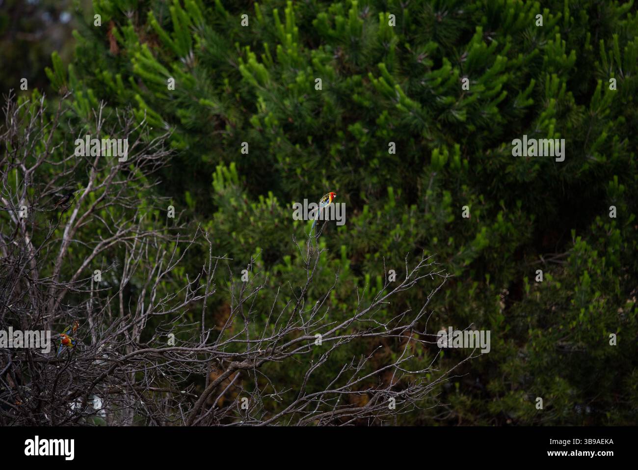 rosella auf einem Baum Stockfoto
