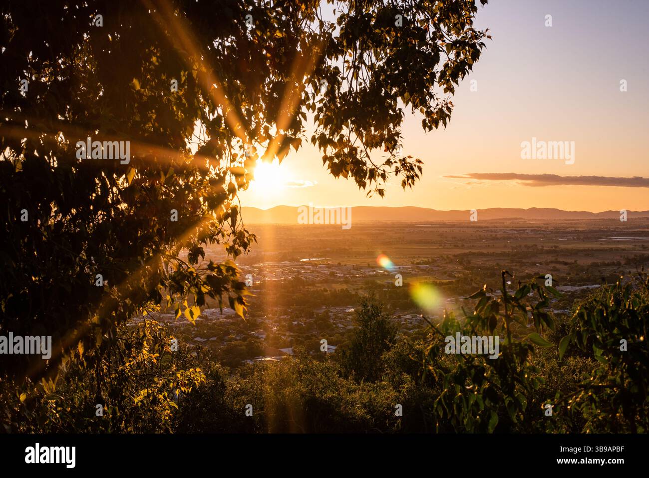 Baum in der Silhouette bei Sonnenuntergang Stockfoto
