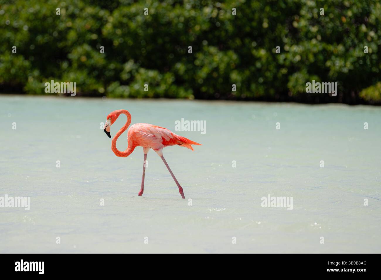 Single Flamingo in Rio Lagartos, Mexiko Stockfoto
