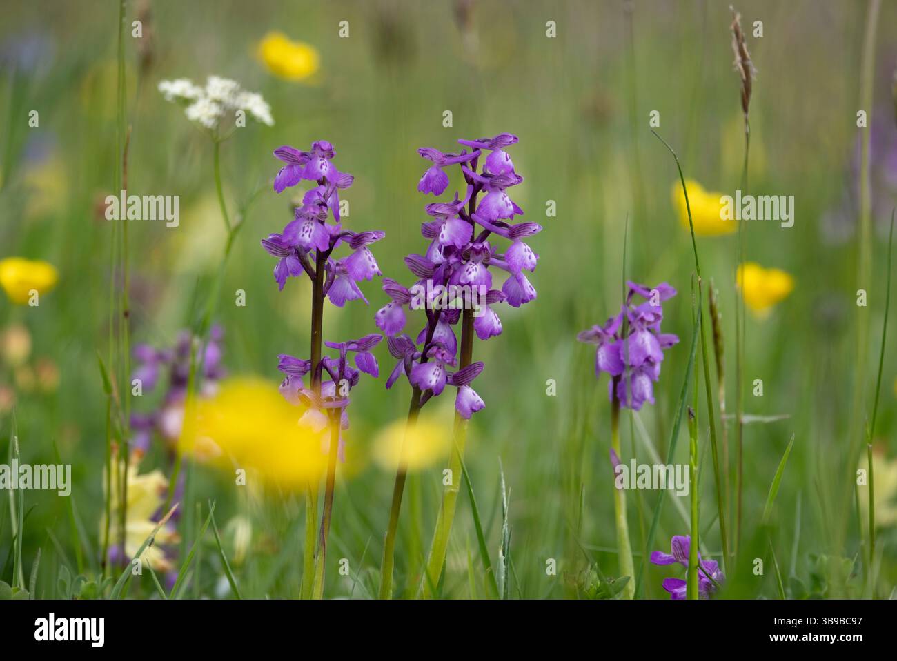 Tiny Green Winged in einem Feld mit gelben Löwenzahn Blumen und weißen Daisies, Worcestershire, England. Stockfoto