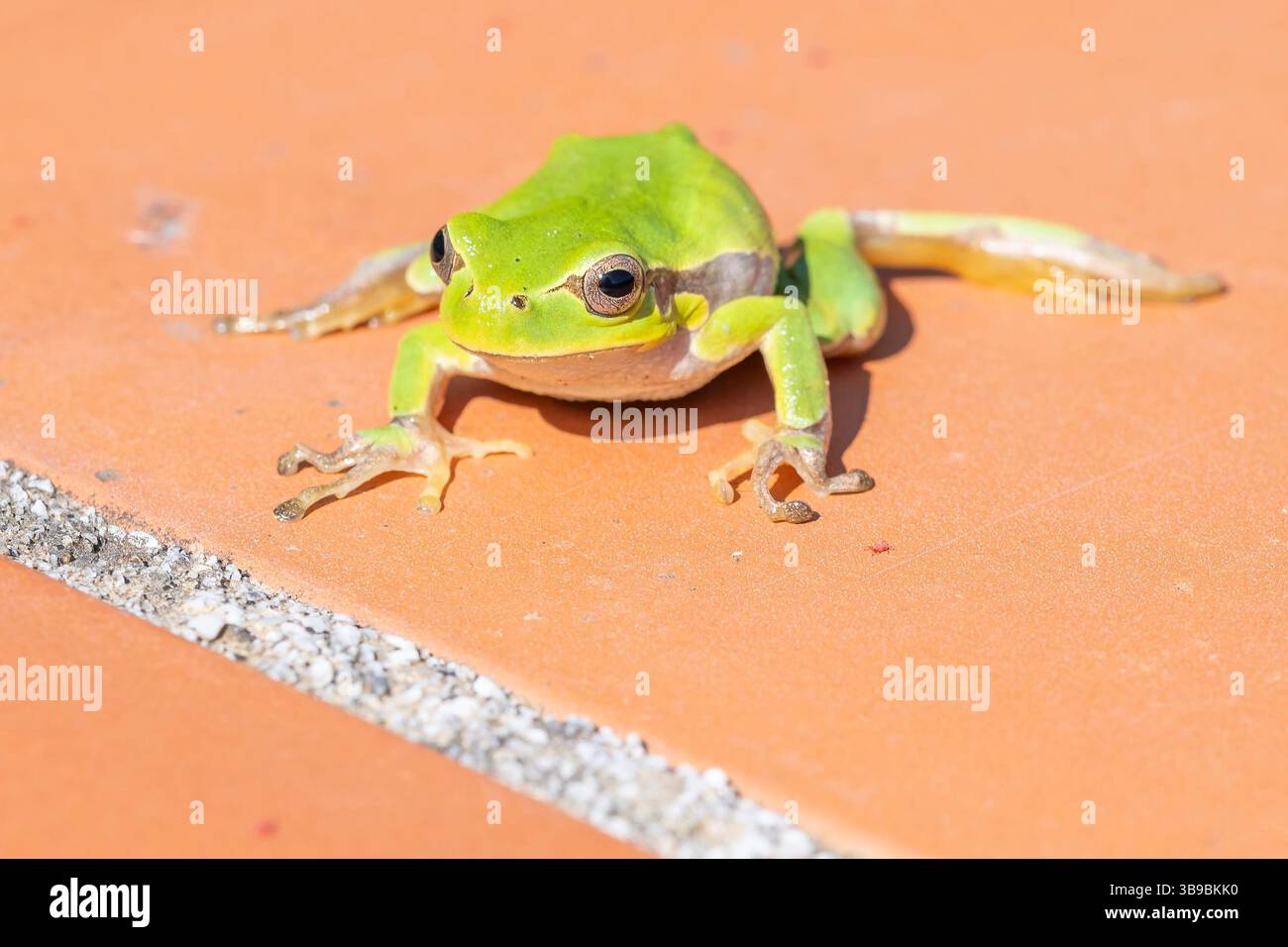 Nahaufnahme eines europäischen Baumfrosches auf orangefarbenem Hintergrund Stockfoto