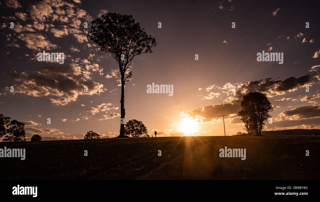 Baum in der Silhouette bei Sonnenuntergang Stockfoto