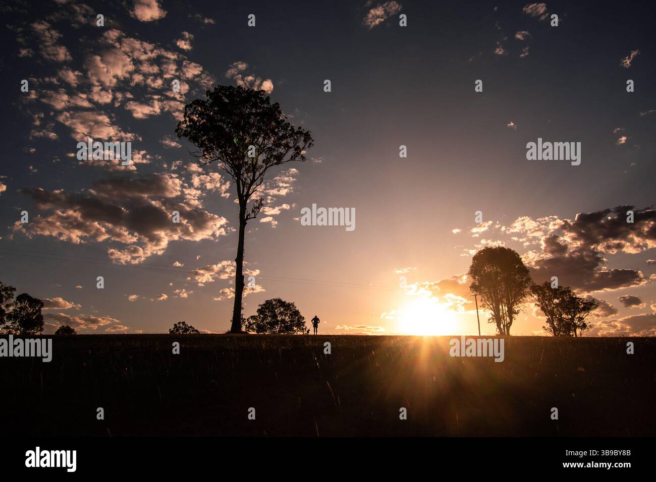 Baum in der Silhouette bei Sonnenuntergang Stockfoto