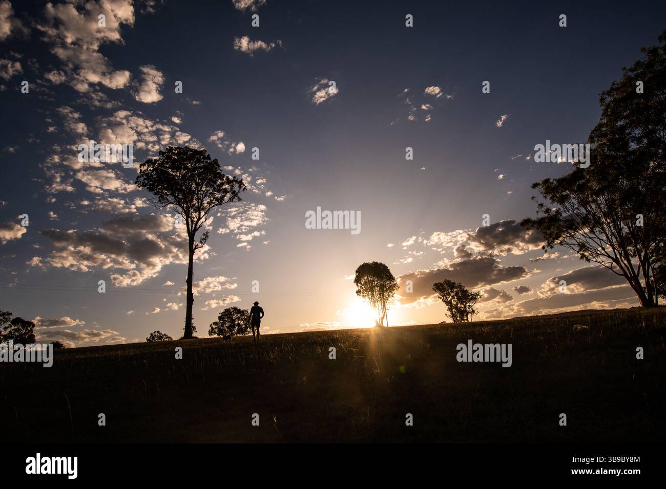Baum in der Silhouette bei Sonnenuntergang Stockfoto