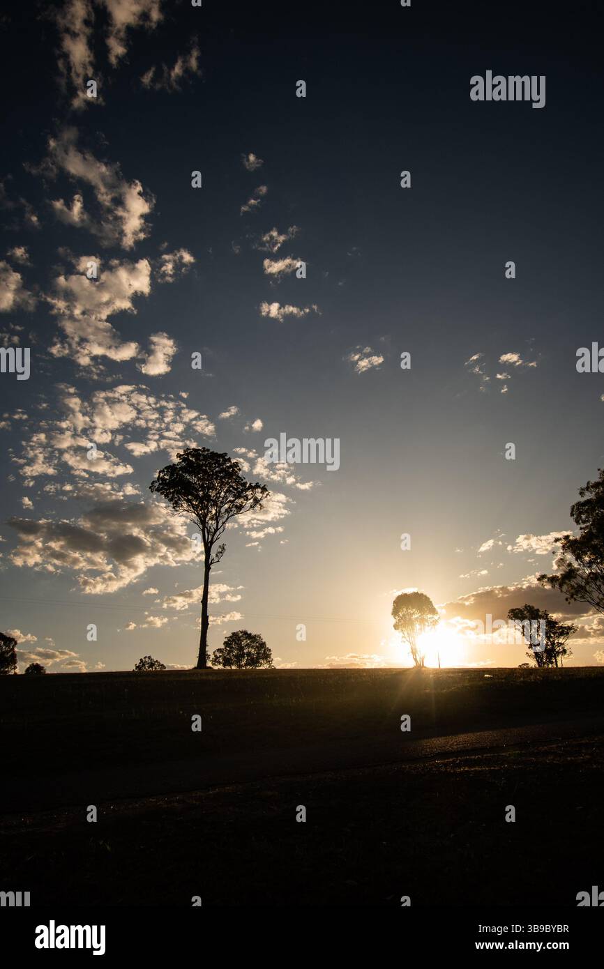 Baum in der Silhouette bei Sonnenuntergang Stockfoto