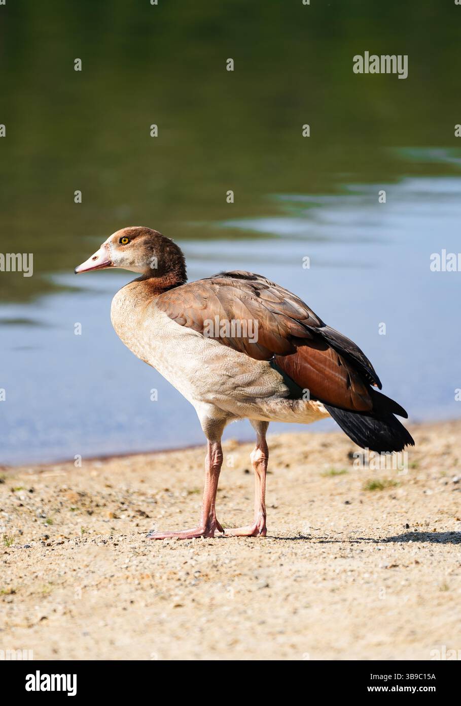Porträt einer ägyptischen Gans am Ufer eines Sees. Vogel in der Natur. Stockfoto