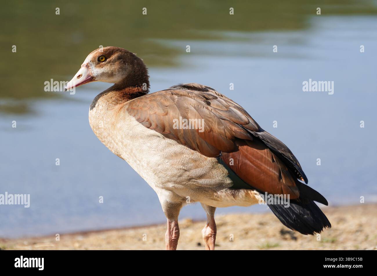 Porträt einer ägyptischen Gans am Ufer eines Sees. Vogel in der Natur. Stockfoto