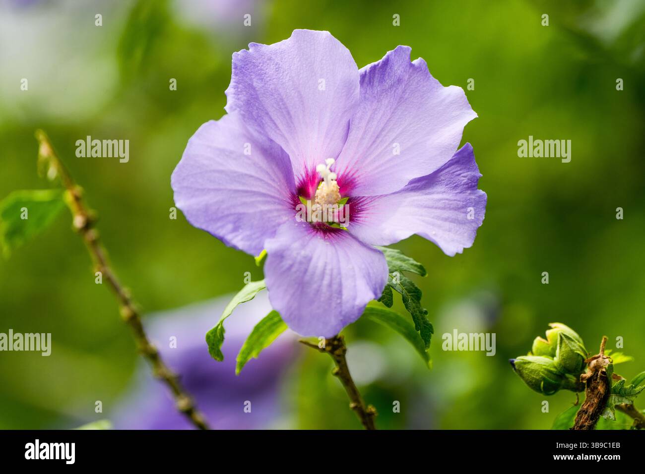Violette Blume des chinesischen Hibiskus vor grünem Hintergrund. Blühende Pflanze in Nahaufnahme. Hibiscus rosa sinensis. Stockfoto