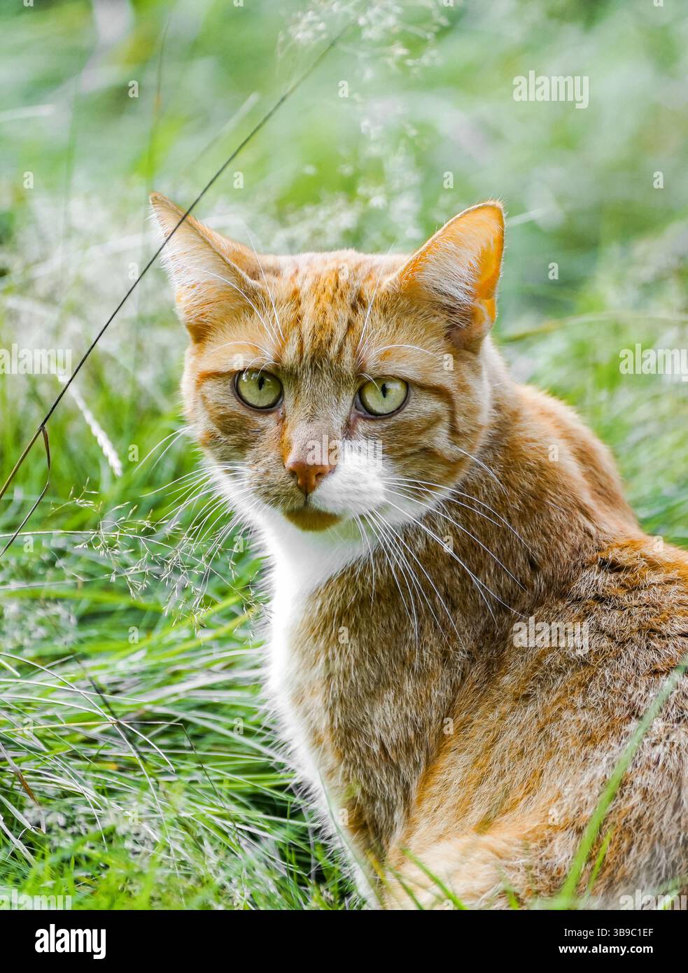 Porträt einer roten Tabbykatze im Gras. Tiernahmehilfe. Stockfoto