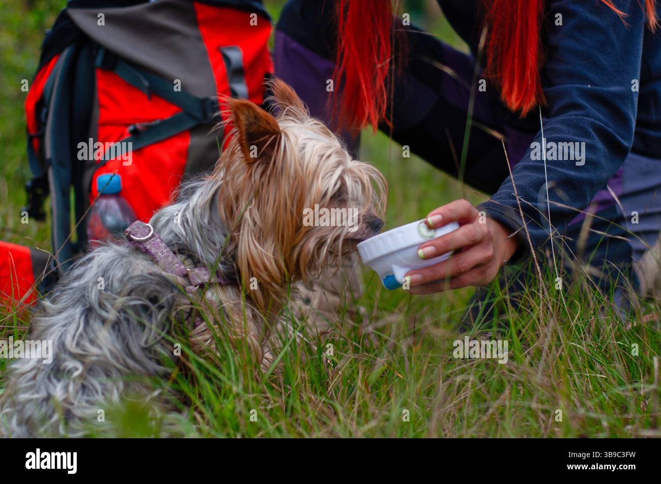 Ein glücklicher Wanderer füttert einen verspielten Hund in wunderschöner Natur während eines aufregenden Abenteuers Stockfoto