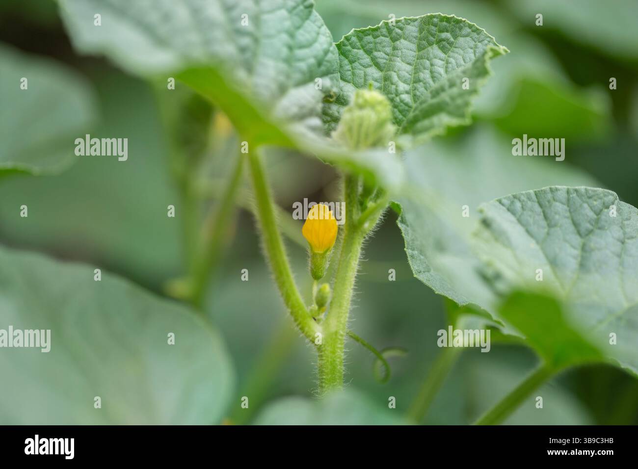 Blühende Cantaloupe-Blüten auf der Rebe Stockfoto