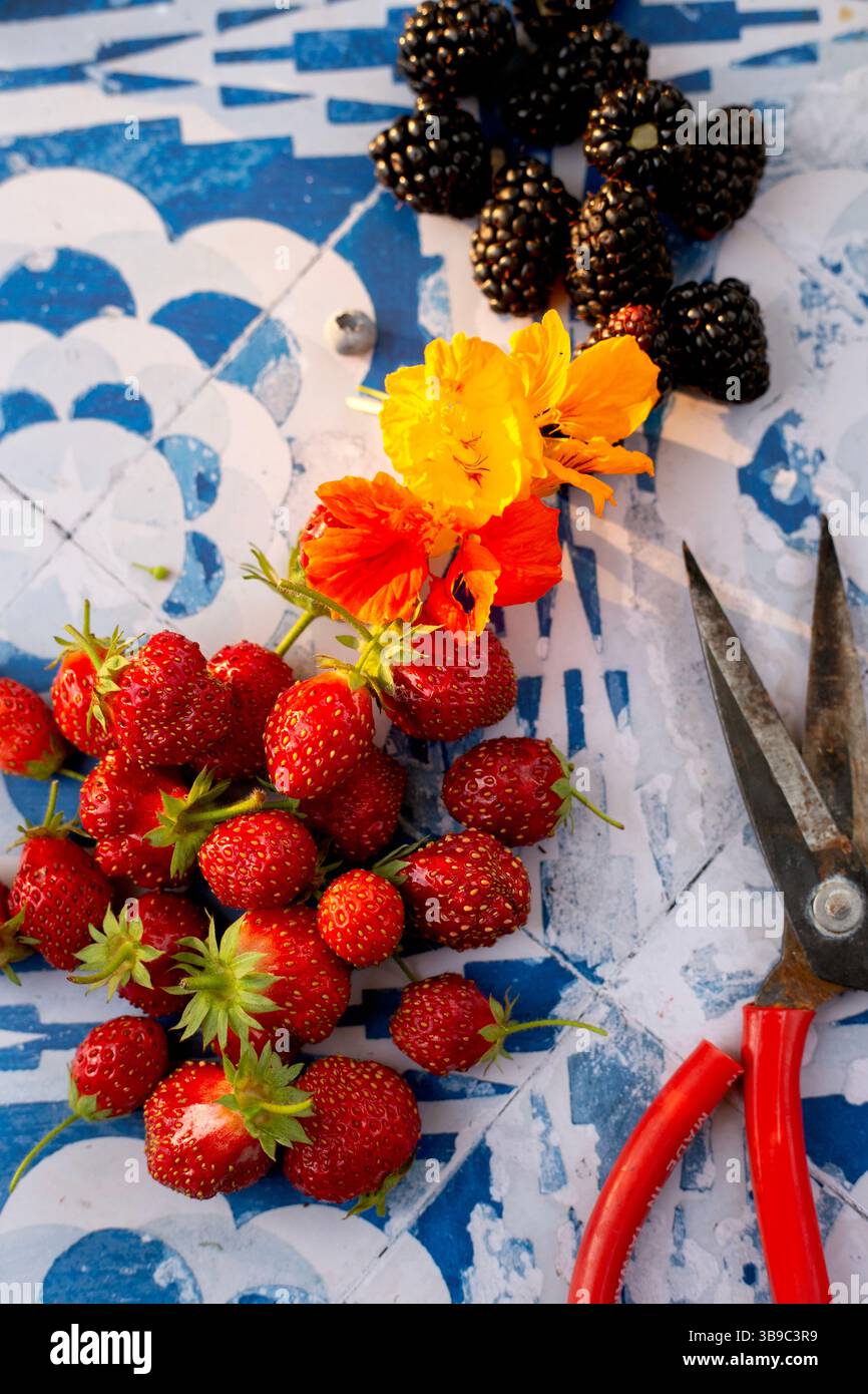 Beeren, Kapuzinerkresse, Schere auf blauen Fliesen Stockfoto