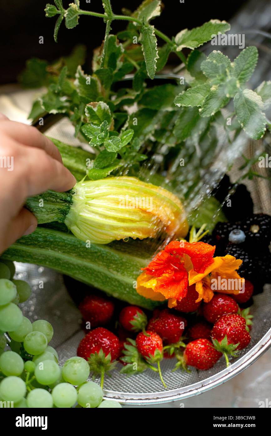 Zucchini-Blüte, Beeren, Minze unter Wasser mit der Hand Stockfoto