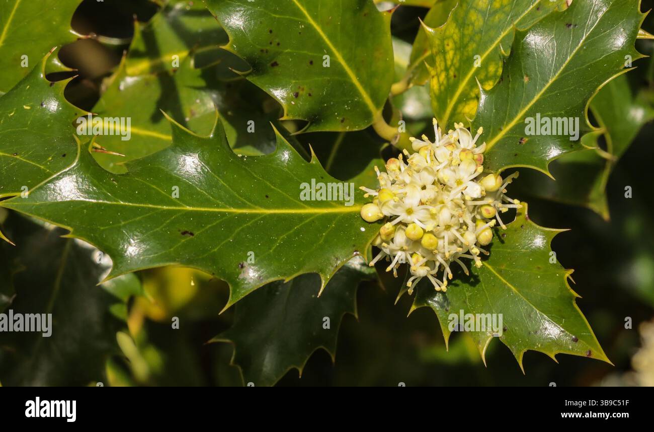 Europäische stechpalme, blühen (Ilex aquifolium) Stockfoto