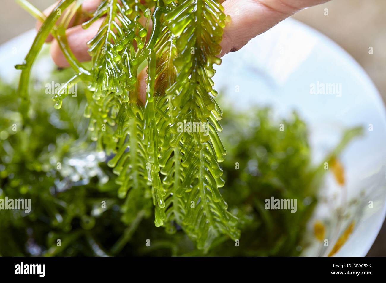 Nahaufnahme der Hand mit Caulerpa racemosa var. Corynephora Stockfoto
