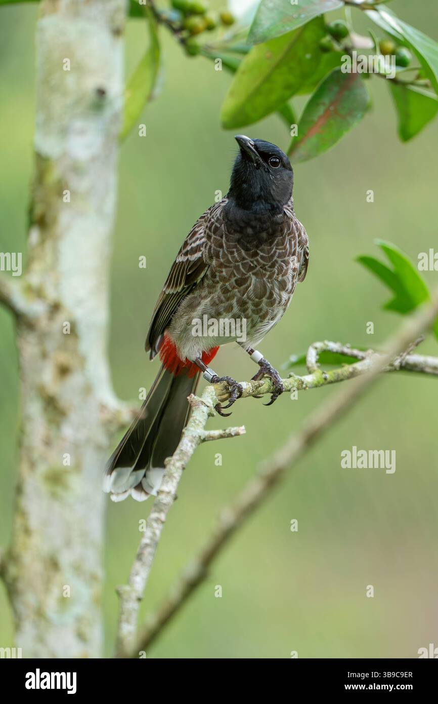 Rot-entlüftet Bulbul Pycnonotus cafer Stockfoto