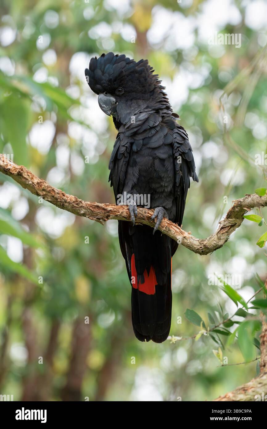 Schwarzer Rotschwanzkakadu, Calyptorhynchus banksii Stockfoto