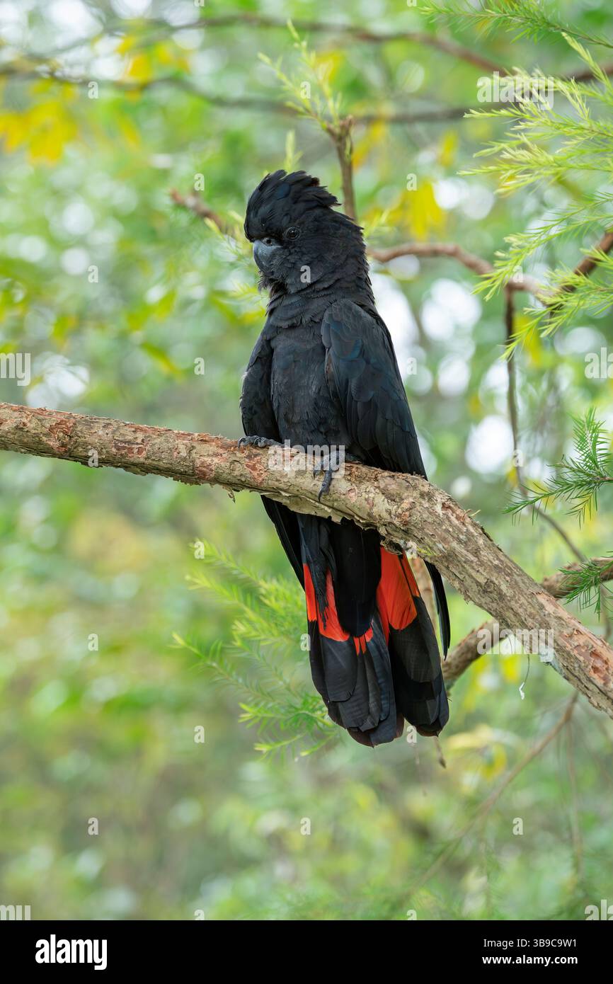Schwarzer Rotschwanzkakadu, Calyptorhynchus banksii Stockfoto