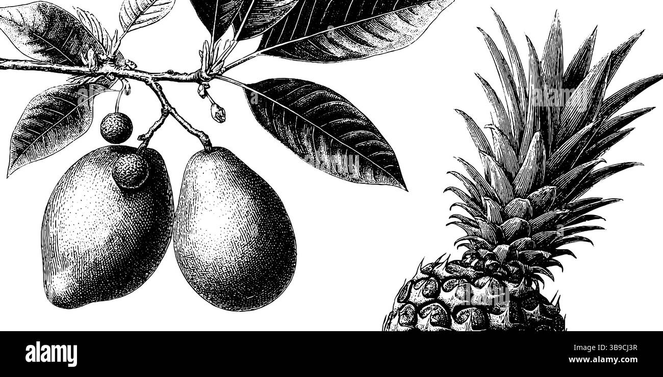 Vintage-Gravur von Mangobaum und Guave für botanisches Design und Kunstdrucke. Stock Vektor