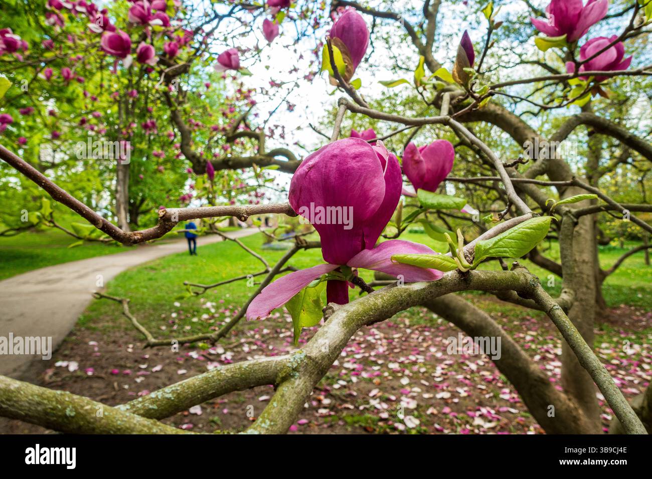 Magnolienbäume blühen im Frühling Stockfoto