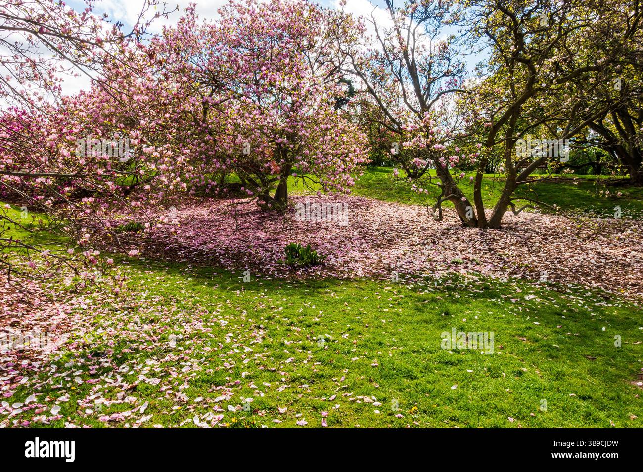 Magnolienbäume blühen im Frühling Stockfoto