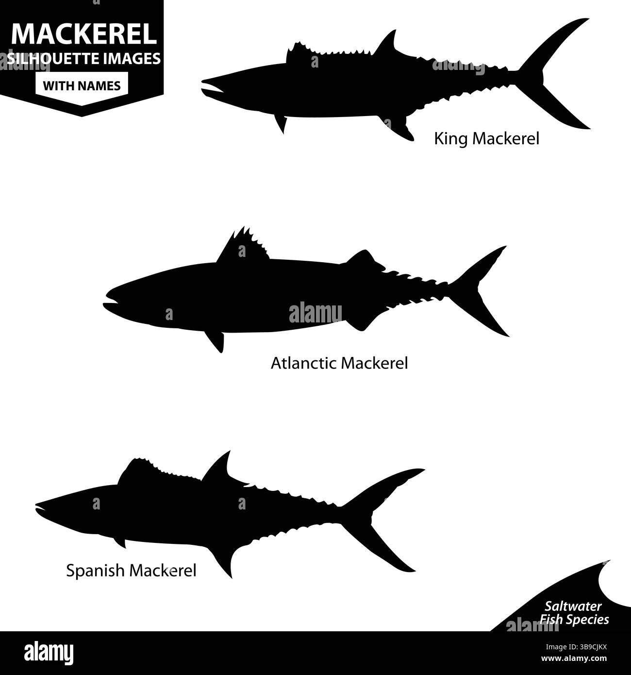 Makrele Fisch Silhouette Vektor-Set | König, Atlantik Und Spanische Makrele Stock Vektor