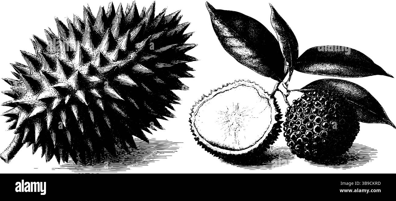 Detaillierte botanische Illustration von Durianschale und Rambutan mit Blättern für Design und Druck. Stock Vektor