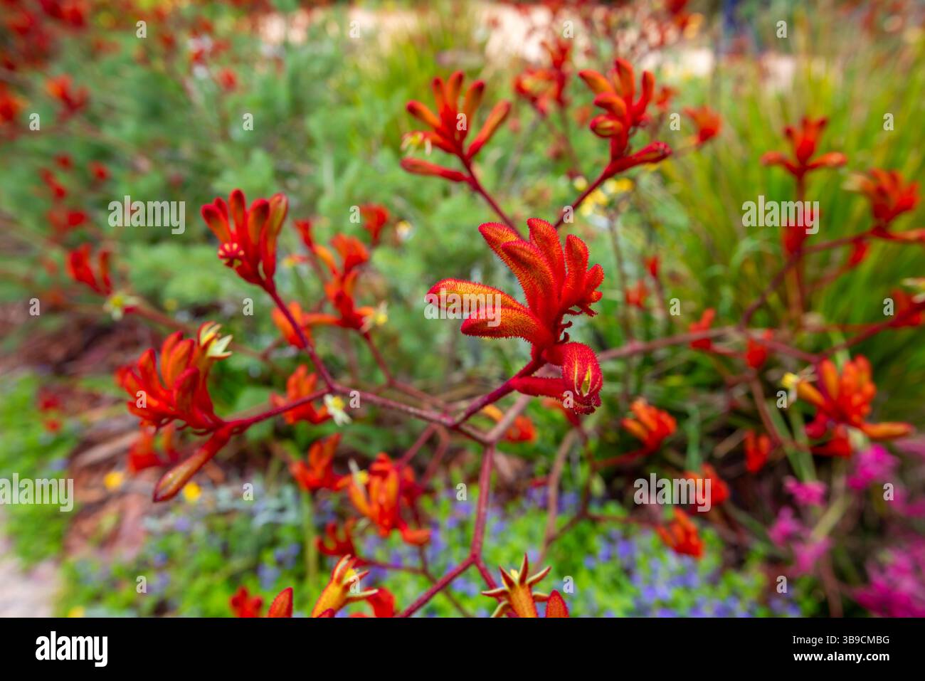 Eine einheimische australische Pflanze Red Känguroo Paw, Haemodoraceae Stockfoto