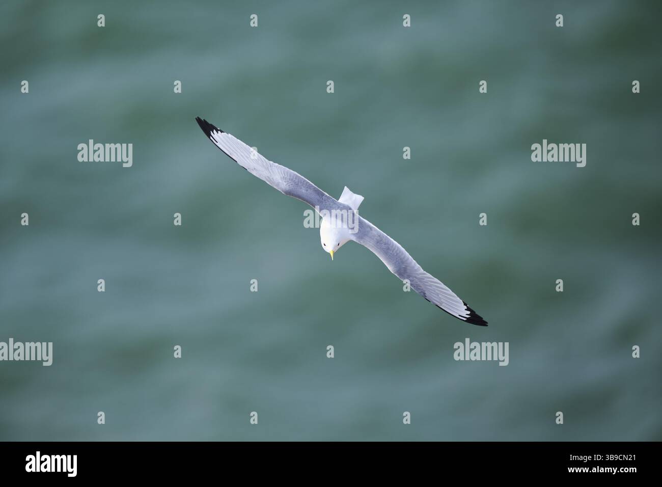 Möwen oder Seemäu (Larus canus) fliegen über das Meer, Tiere, Helgoland, Deutschland, Europa Stockfoto