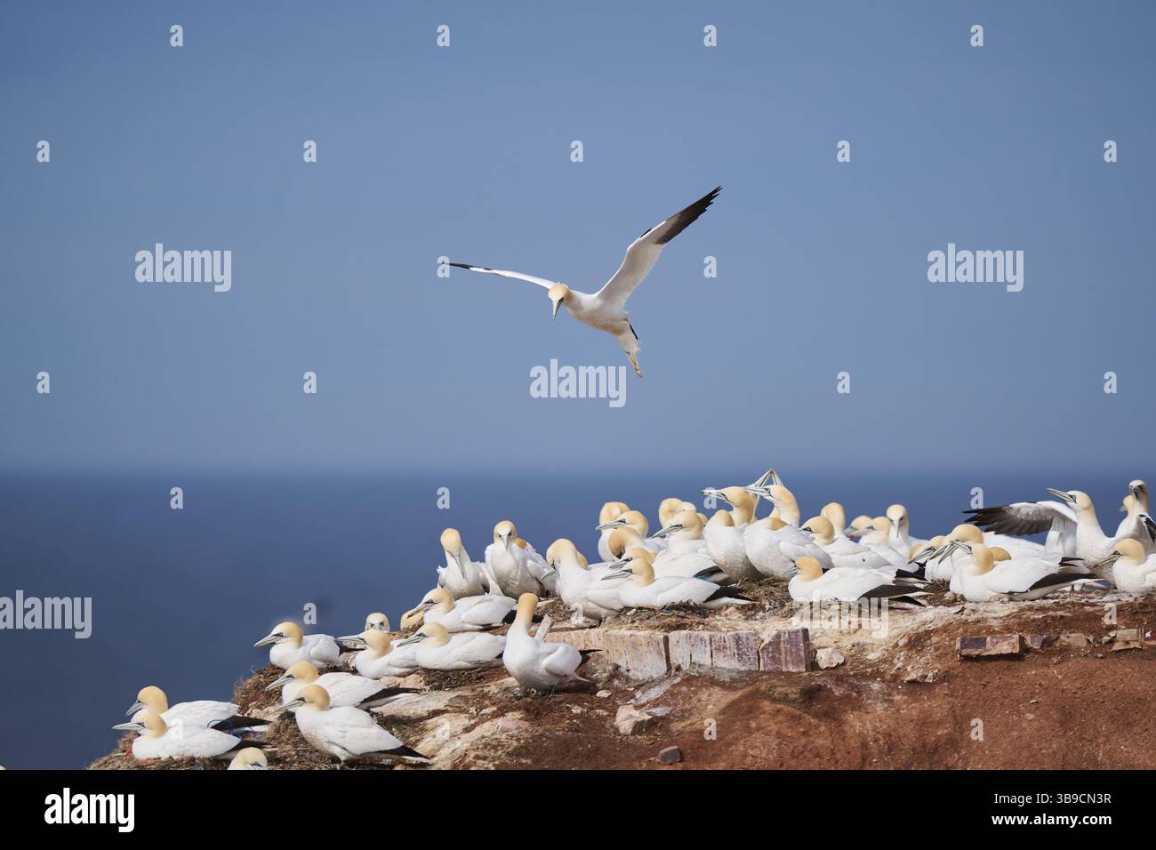 Nordtölzer (Morus bassanus) fliegen über die Klippen, Tierwelt, Helgoland, Deutschland, Europa Stockfoto