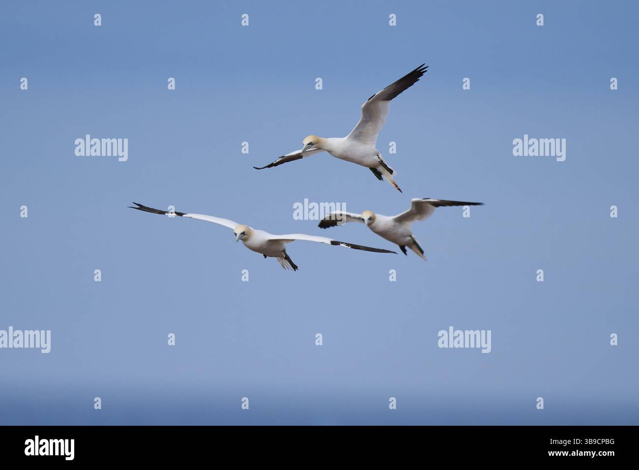 Nördlicher Tölpel (Morus bassanus) am Himmel fliegen, Tierwelt, Helgoland, Deutschland, Europa Stockfoto