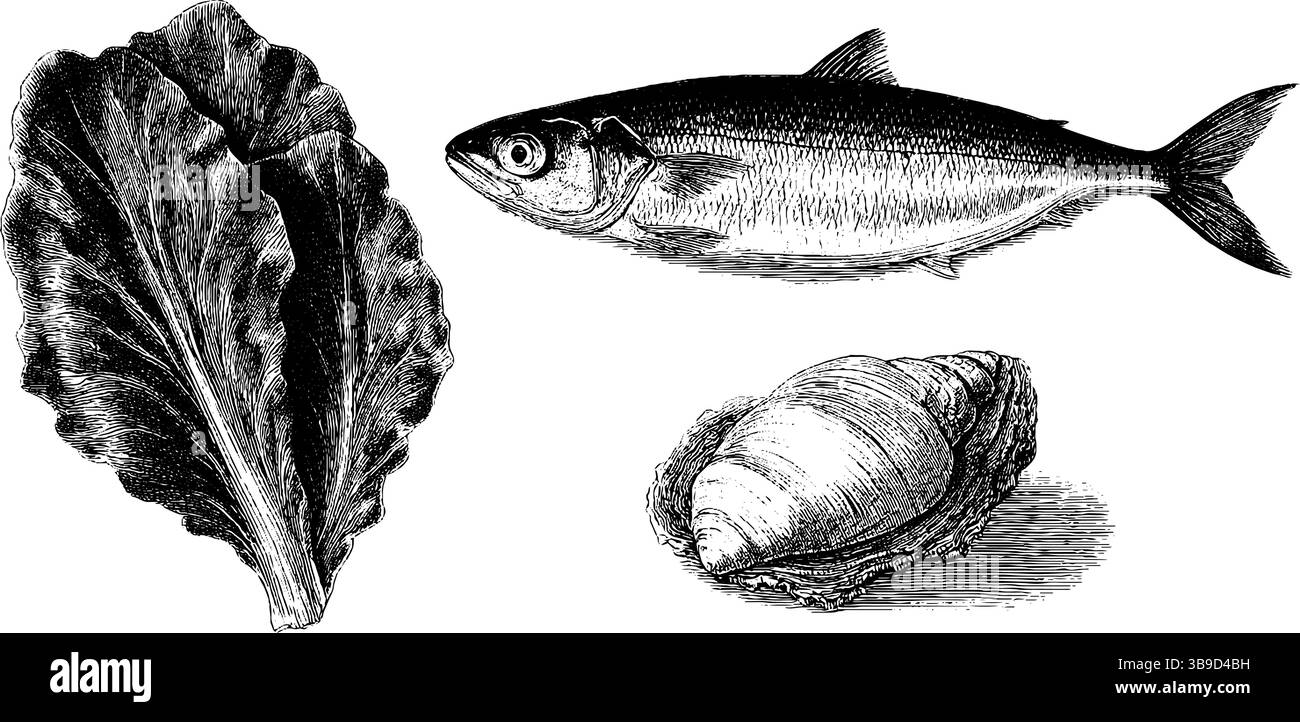 Gravierte Meeresleben-Illustration mit Schlittschuhfisch, Salat und Muscheln für nautische Themen. Stock Vektor