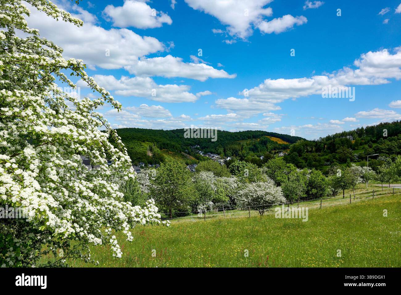 Frühlingstag Frühlingstag im Siegerland. Die Baeume Bäume und die Wiesen zeigen sich in sattem gruen grün wie hier in Siegen-Oberschelden. Der Himmel ist blau mit Schönwetterwolken Schönwetterwolken. Auch die naechsten Tage soll das Wetter sehr schön werden. Fruehling Frühling im Siegerland am 09.05.2025 in Siegen/Deutschland. *** Ein wunderschöner sonniger Frühlingstag im Siegerland die Bäume und Wiesen zeigen sich in sattem Grün, denn hier in Siegen Oberschelden ist der Himmel blau mit Schönwetterwolken Schönwetterwolken das Wetter sollte auch sein Stockfoto