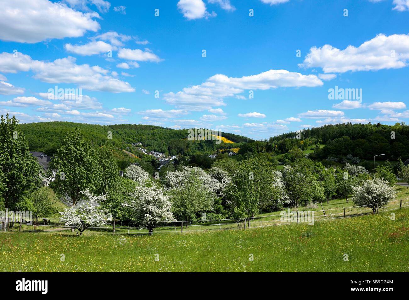 Frühlingstag Frühlingstag im Siegerland. Die Baeume Bäume und die Wiesen zeigen sich in sattem gruen grün wie hier in Siegen-Oberschelden. Der Himmel ist blau mit Schönwetterwolken Schönwetterwolken. Auch die naechsten Tage soll das Wetter sehr schön werden. Fruehling Frühling im Siegerland am 09.05.2025 in Siegen/Deutschland. *** Ein wunderschöner sonniger Frühlingstag im Siegerland die Bäume und Wiesen zeigen sich in sattem Grün, denn hier in Siegen Oberschelden ist der Himmel blau mit Schönwetterwolken Schönwetterwolken das Wetter sollte auch sein Stockfoto