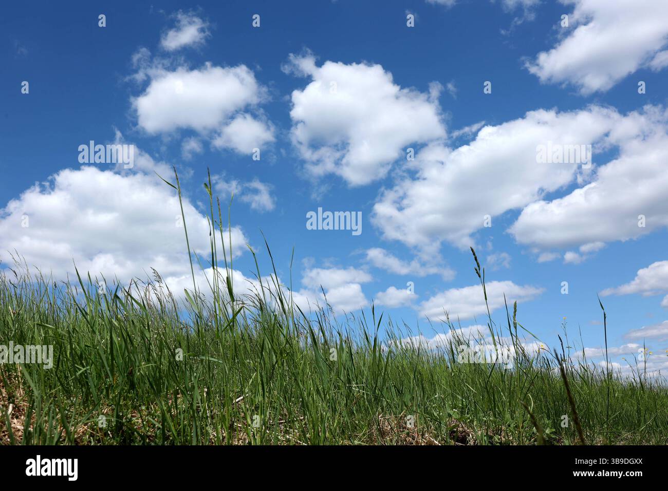 Frühlingstag Frühlingstag im Siegerland. Die Wiesen zeigen sich in sattem gruen grün wie hier in Siegen-Oberschelden. Der Himmel ist blau mit Schönwetterwolken Schönwetterwolken. Auch die naechsten Tage soll das Wetter sehr schön werden. Fruehling Frühling im Siegerland am 09.05.2025 in Siegen/Deutschland. *** Ein wunderschöner sonniger Frühlingstag Frühlingstag im Siegerland die Wiesen zeigen sich in sattem Grün wie hier in Siegen Oberschelden der Himmel ist blau mit Schönwetterwolken Schönwetterwolken das Wetter dürfte auch für die nächsten Tage Frühling i sehr schön sein Stockfoto