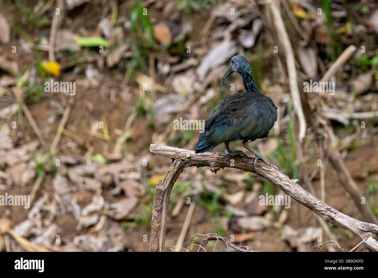 Grüne Ibis Stockfoto Grüne Ibis Stockfoto