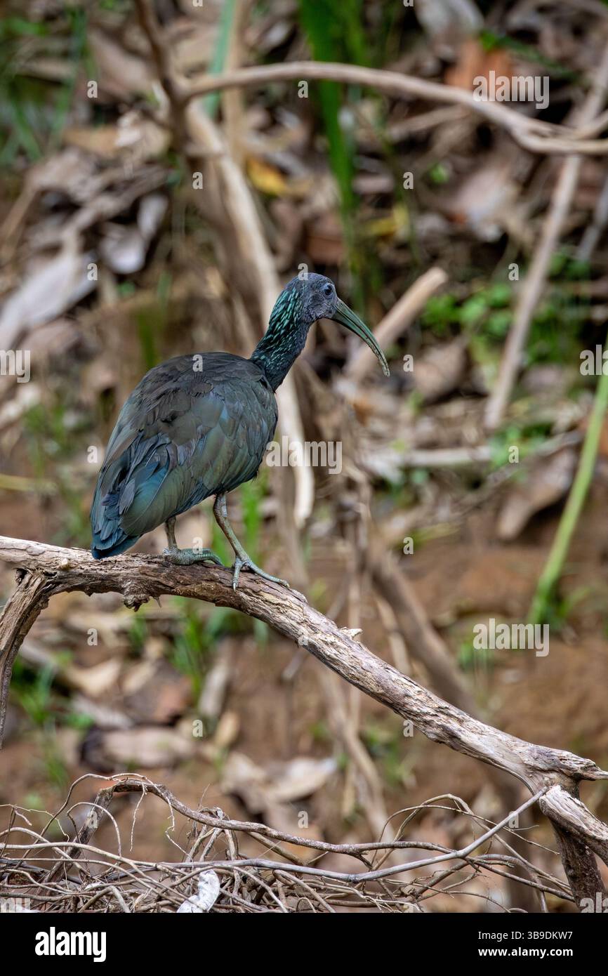 Grüne Ibis Stockfoto Grüne Ibis Stockfoto