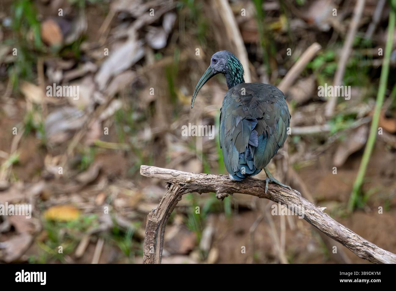 Grüne Ibis Stockfoto Grüne Ibis Stockfoto