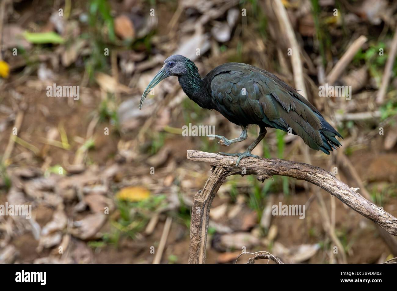 Grüne Ibis Stockfoto Grüne Ibis Stockfoto
