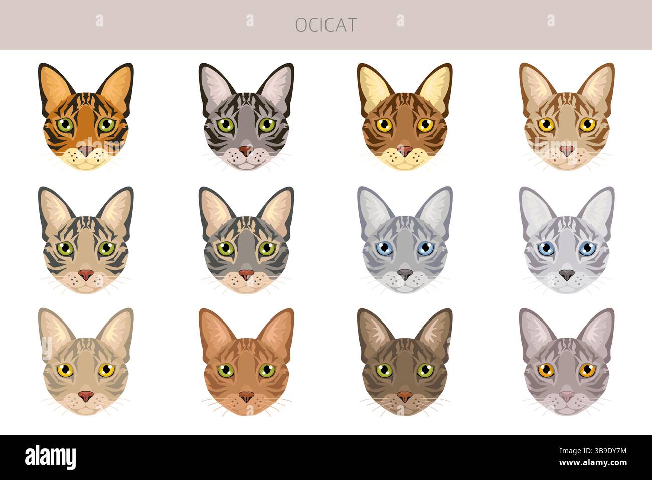 Ocicat, Ocelot Cat Clipart. Alle Lackfarben festgelegt. Infografik zu den Merkmalen aller Katzenrassen. Vektorabbildung Stock Vektor