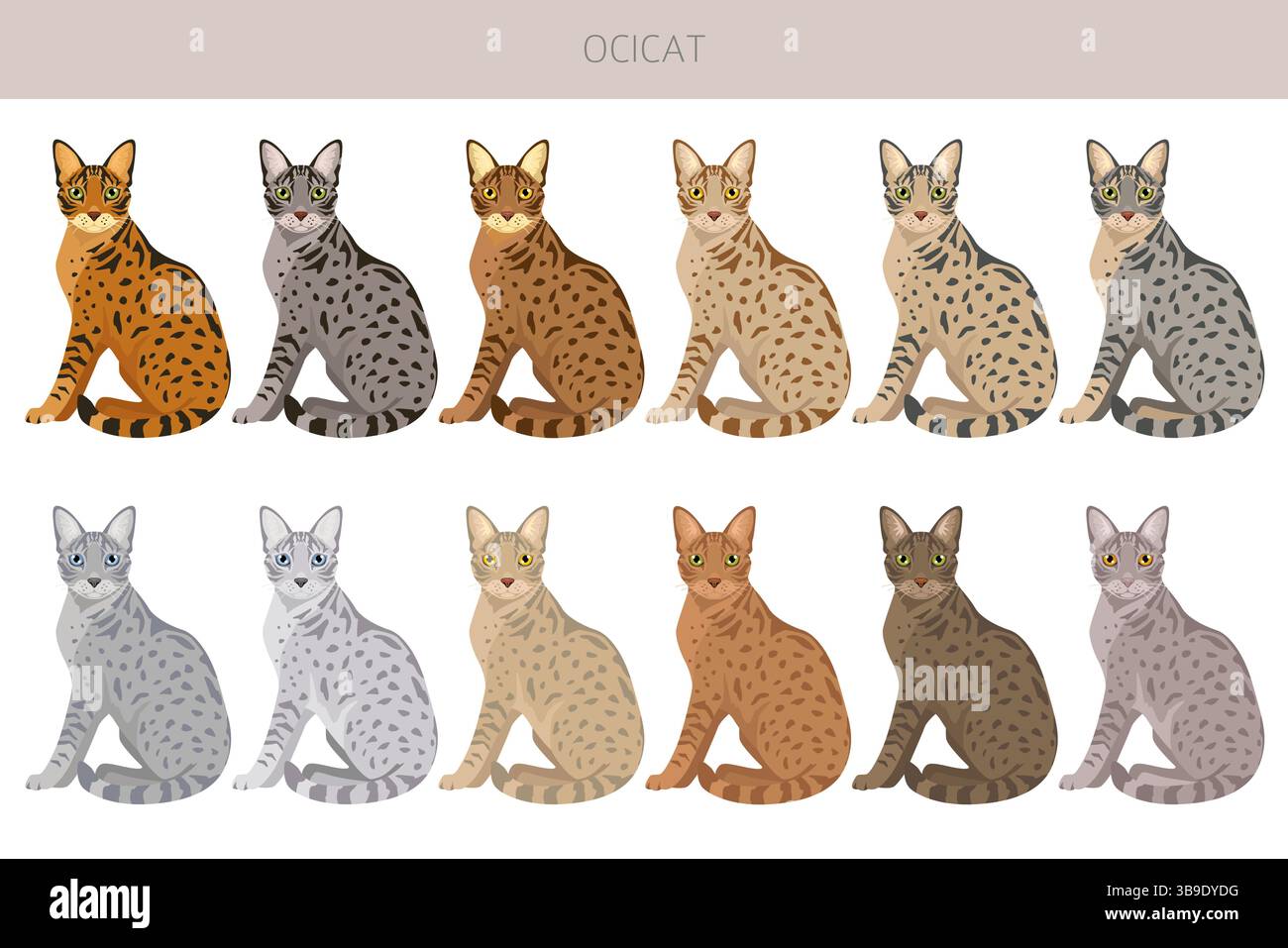 Ocicat, Ocelot Cat Clipart. Alle Lackfarben festgelegt. Infografik zu den Merkmalen aller Katzenrassen. Vektorabbildung Stock Vektor